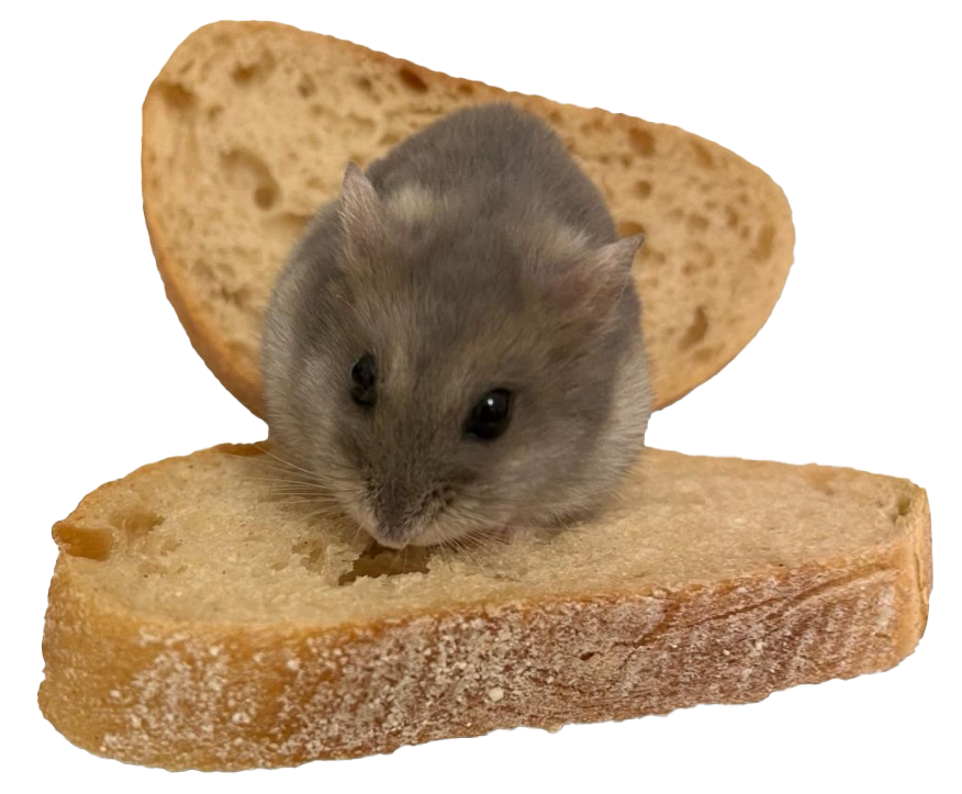 Hamster on Bread